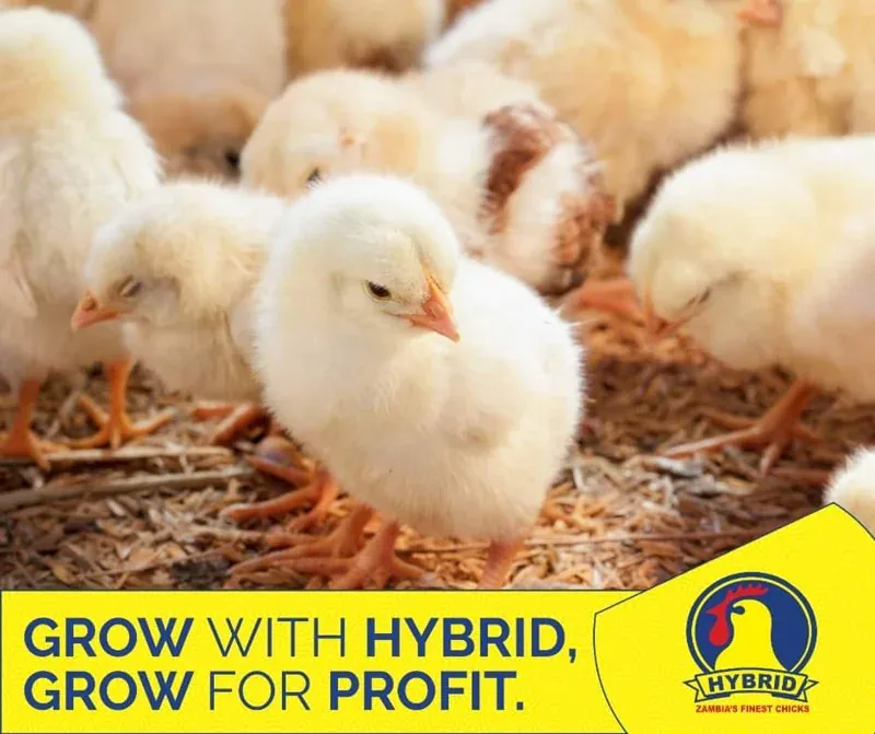 Hybrid Day-Old Chicks — image supplied by Gaulani